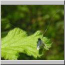 Adela reaumurella - Langhornmotte 03.jpg